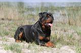 ROTTWEILER 305